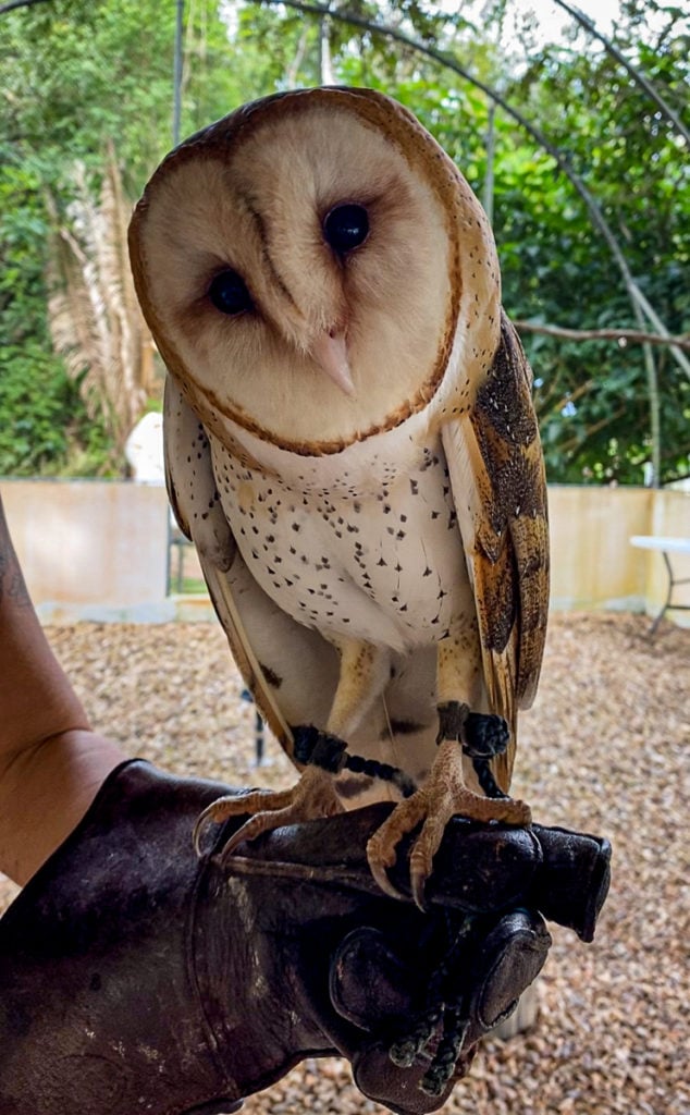 Bird of prey at the Belize Raptor Center - one of the best things to do in San Ignacio, Belize!