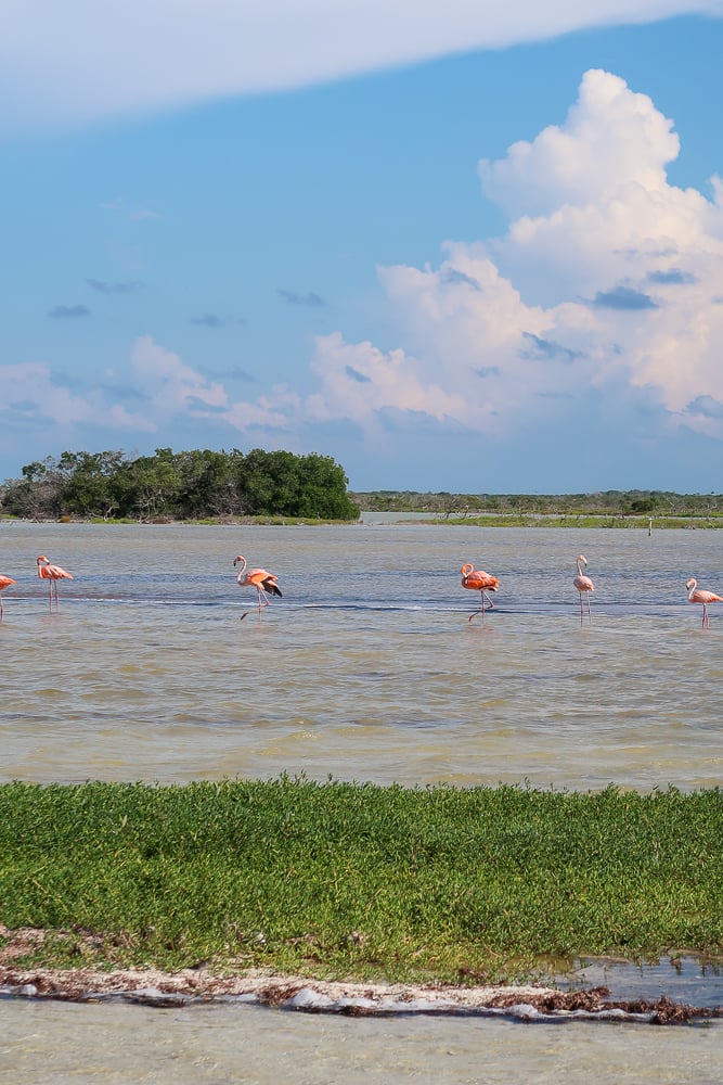 Pink flamingoes roaming around the wetlands