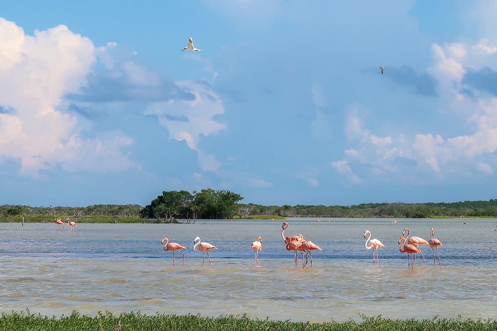 Groups of pink flamingoes roaming around the beach. Spotting these beautiful flamingoes is one of the amazing things to do in Sisal, Yucatan.