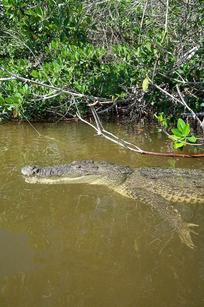 Crocodile in muddy mangroves. Going on a wildlife tour is one of the best things to do in Sisal.