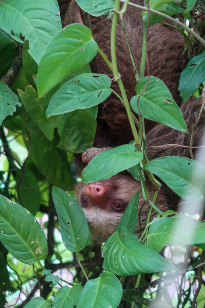 Adorable sloth in La Fortuna hanging upside down from a tree