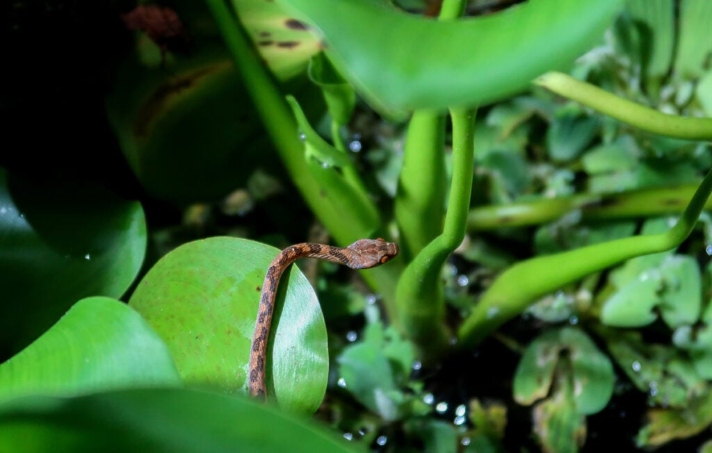 Snake roaming through the jungle at night in La Fortuna. Booking a night tour is one of the best things to do in Costa Rica.