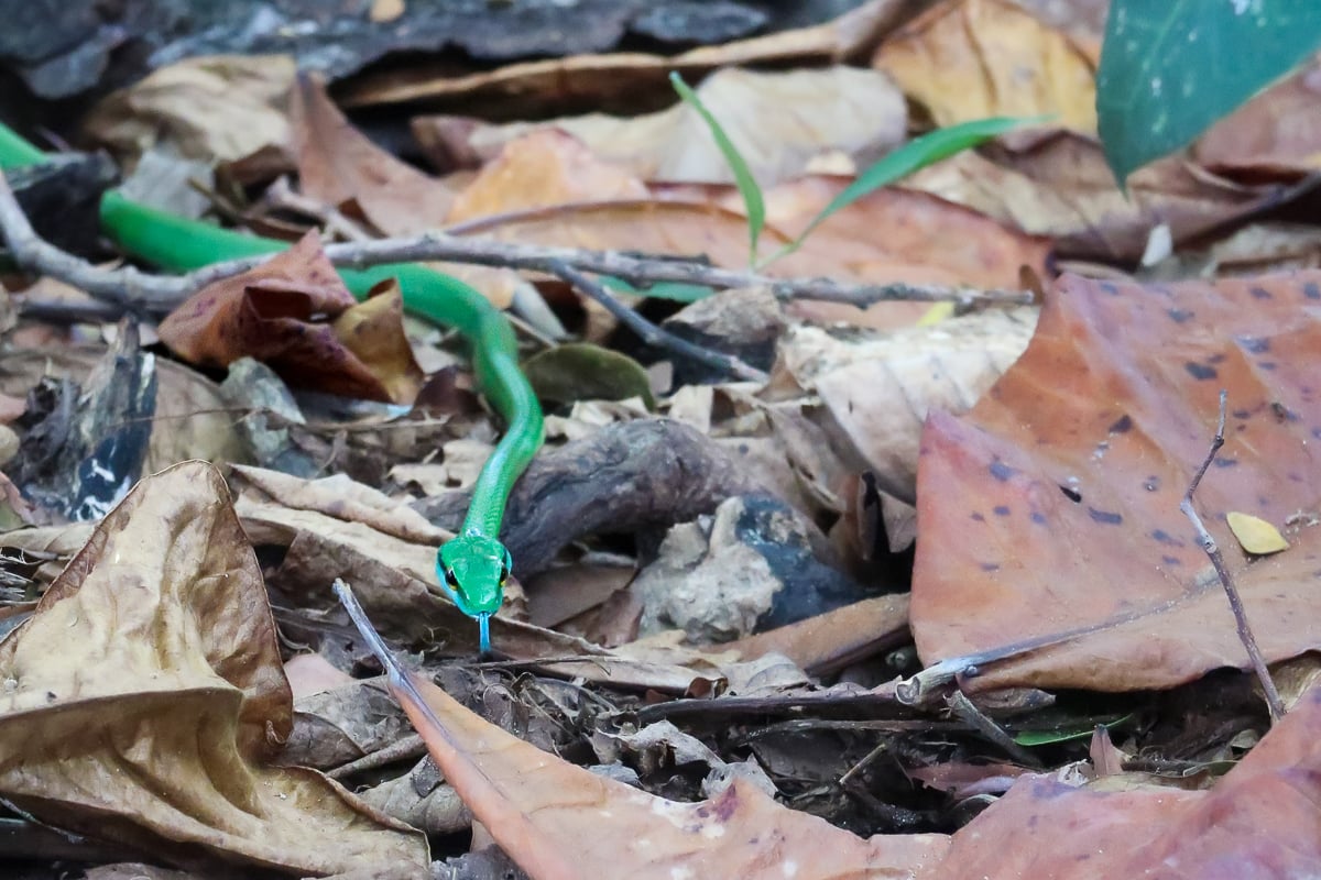 Green snake hissing through the dried leaves on the ground of Manuel Antonio National Park. In this Manuel Antonio travel guide, you'll find the best tour options to explore the place.
