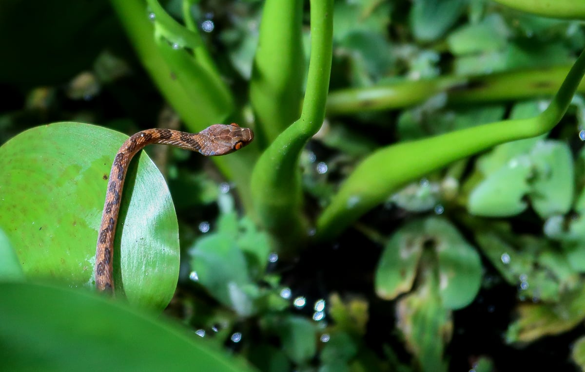 Tiny snake crawling on the leaves as seen during a night tour in Costa Rica