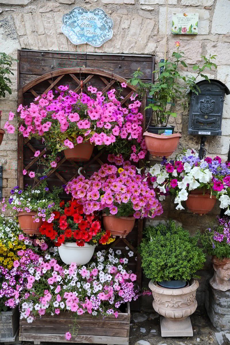 Colorful, lovely potted flowers in Spello