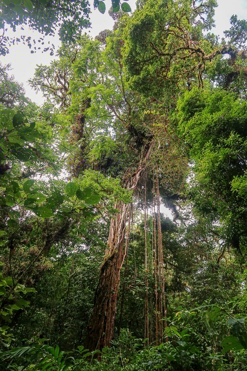 Tall forest trees and vines in Costa Rica