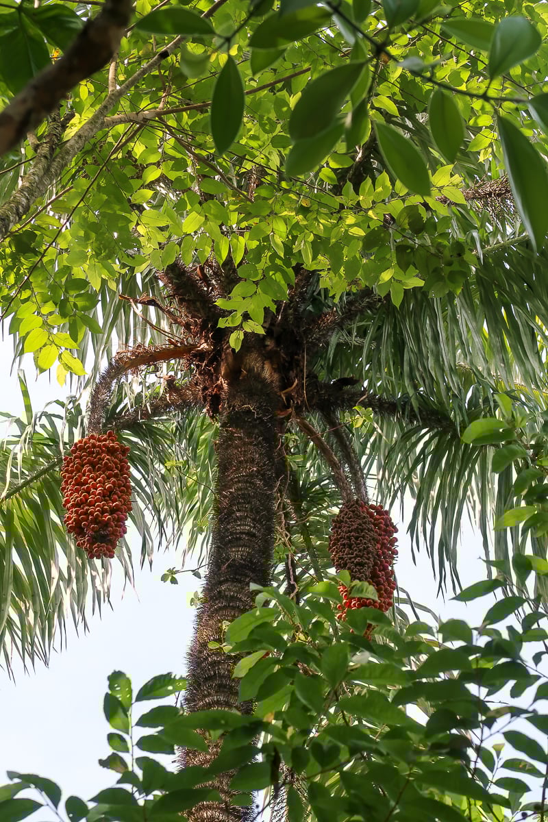 Tall trees in Manuel Antonio National Park