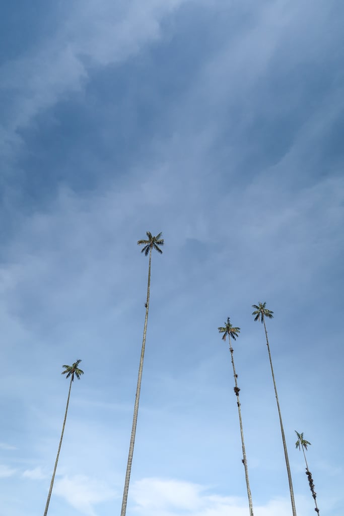 Tall wax palm trees against the sky during the day