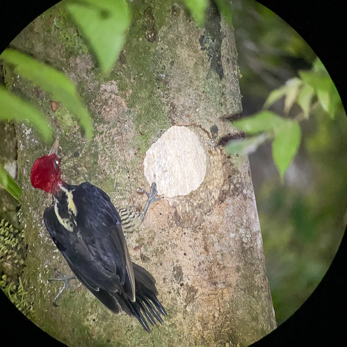 Woodpecker on a tree at night as seen from a spotting scope lens