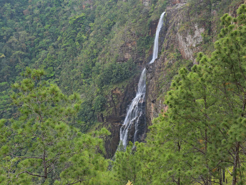 A long and beautiful waterfall surrounded by pine forest in Belize