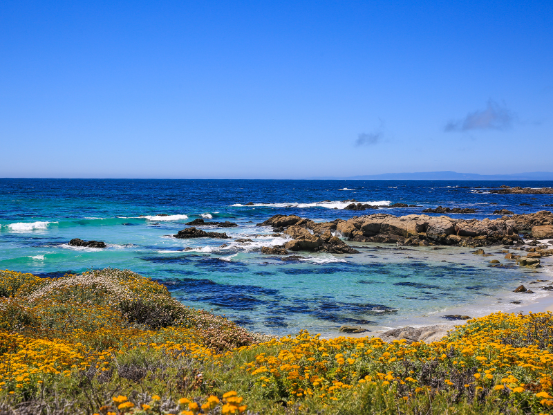 rugged coast and flowers on the 17 mile drive in california