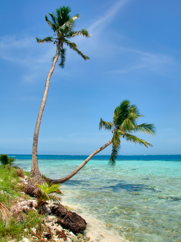 Palm trees and clear water on the coast of Belize