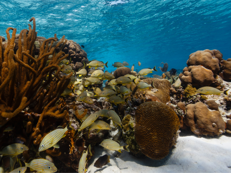 Amazing marine life and corals underwater in Belize. This Belize travel guide includes top can't-miss experiences such as snorkeling in the Great Barrier Reef.