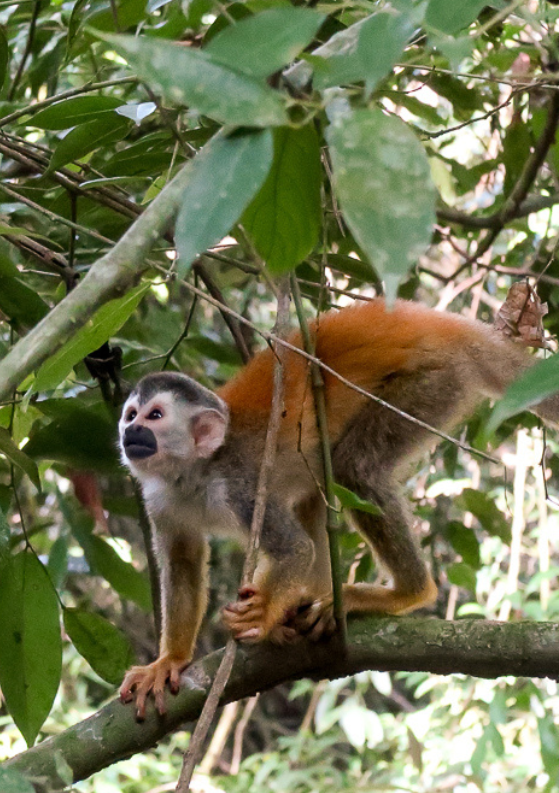 17 Best Things to Do in Manuel Antonio + Must-Know Tips