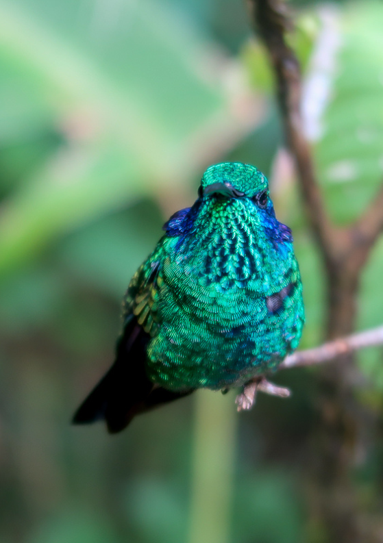 15 Amazing Things to Do in Monteverde, Costa Rica + Travel Tips