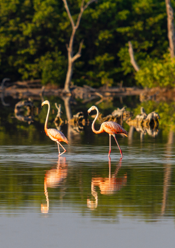 6 Best Things to Do in Sisal, Yucatán, México + Must-Know Tips