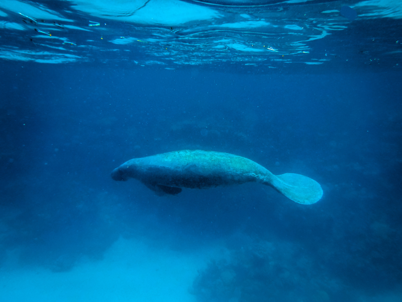 A manatee swimming near Caye Caulker. Snorkeling is one of the best things to do.