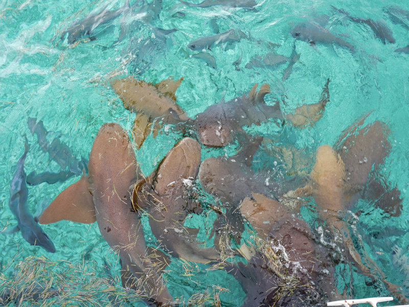 Nurse sharks swimming in Shark Ray Alley, Belize.
