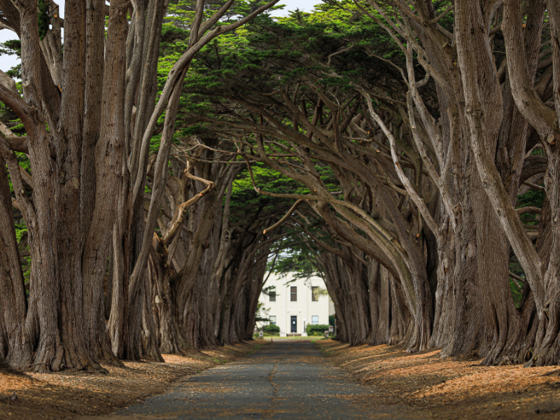 cypress tree tunnel in california