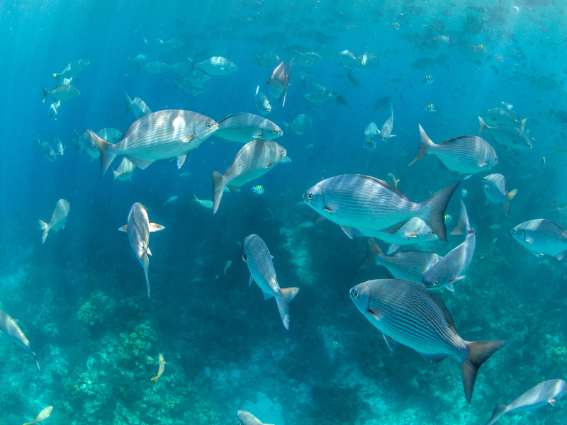 Snorkeling in Belize - a must on every Belize itinerary!