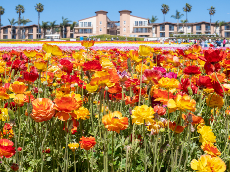 fields of bright colored flowers in carlsbad california