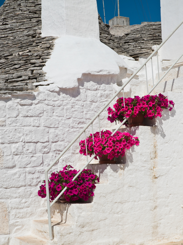 Pink flowers on old white stone stairs in Alberobello