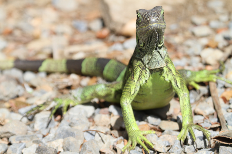green iguana on gravel in belize