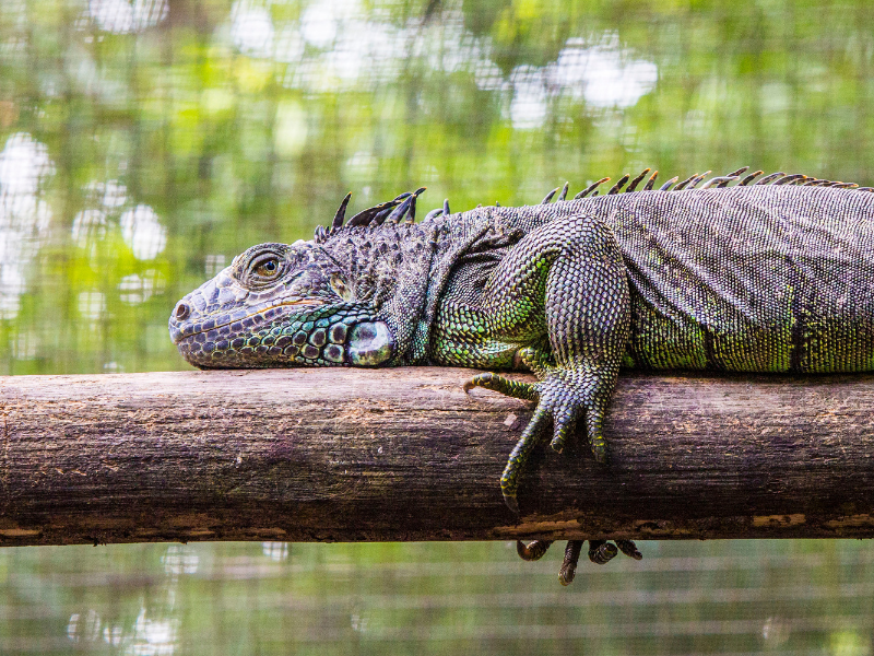 Green Iguana in San Ignacio - visiting the Green Iguana Conservation Project is one of the best things to do in San Ignacio, Belize!