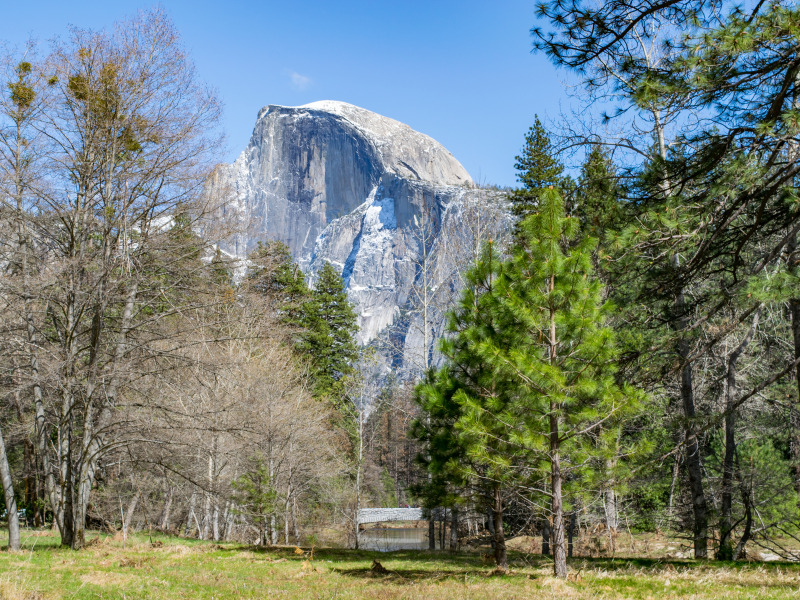Half dome and pine trees in yosemite national park