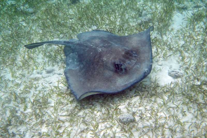 sting ray at hol chan marine reserve in belize - one of the best places to go snorkeling in Belize