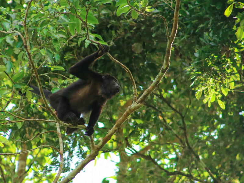 monkeys in tikal
