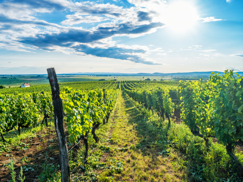 Wine country in Hungary