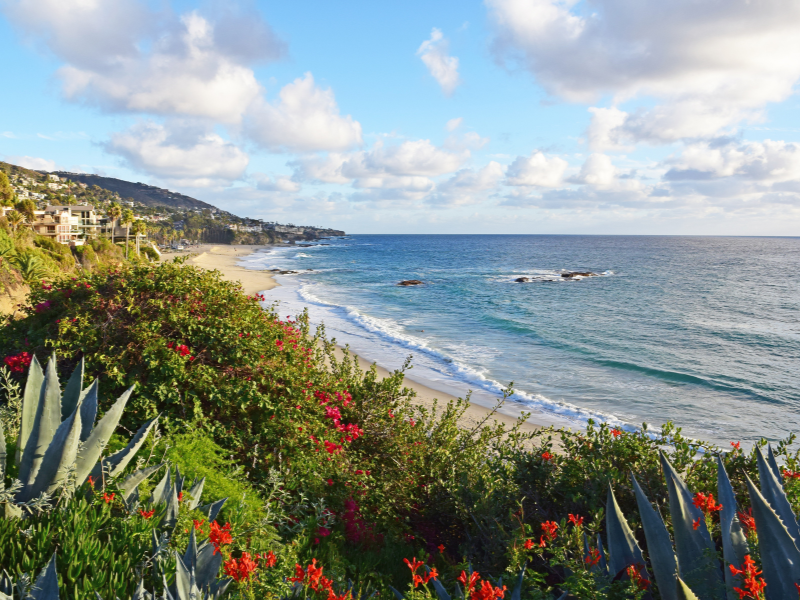 A beautiful scene of the beach in Laguna Beach with flowers and cacti in the foreground
