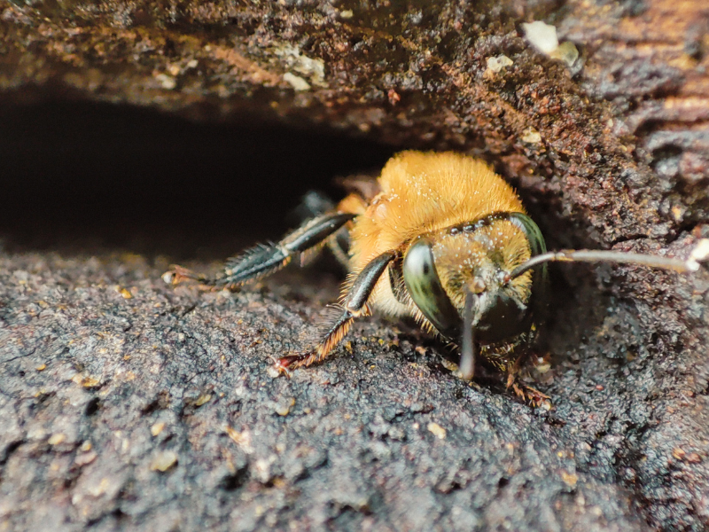 Melipona bee at Xkopek Beekeeping Park