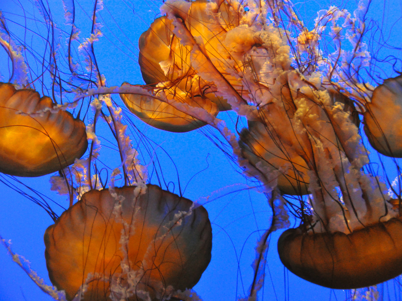 the Monterrey Bay Aquarium is a must on your California bucket list! Espcially if you have kids.