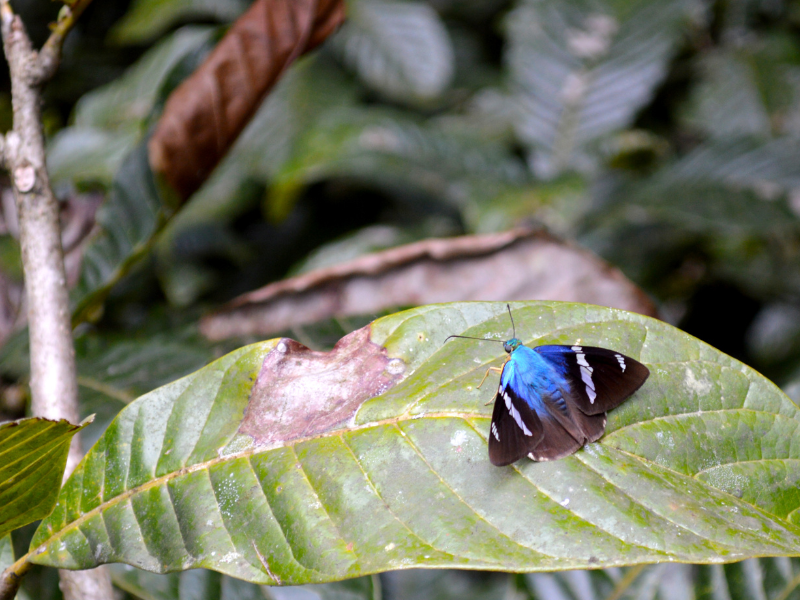 Beautiful butterfly on a green leaf. Visiting the Butterfly Gardens is one of the things to do in Monteverde, Costa Rica.
