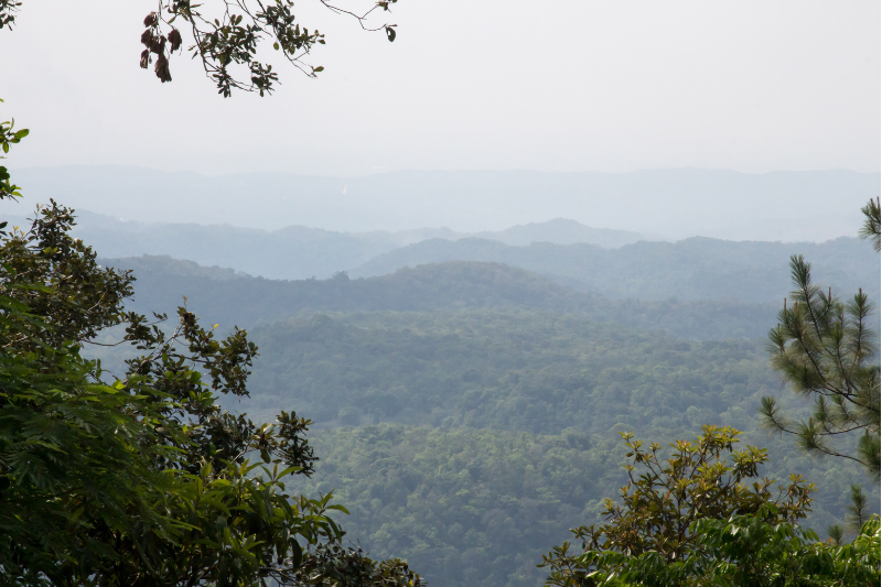 view of endless trees in the mountain pine ridge in belize - one of the best places to hike in belize