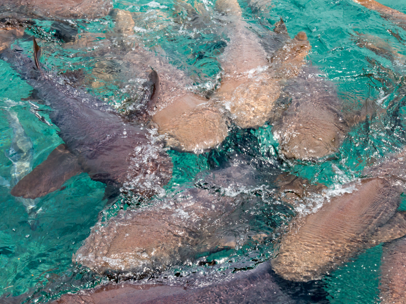 Nurse sharks swimming in Shark Ray Alley, Belize.