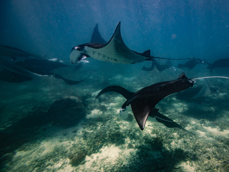 Diving with manta rays in Nusa Penida - one of the things you must see on a day tour to Nusa Penida from Bali!