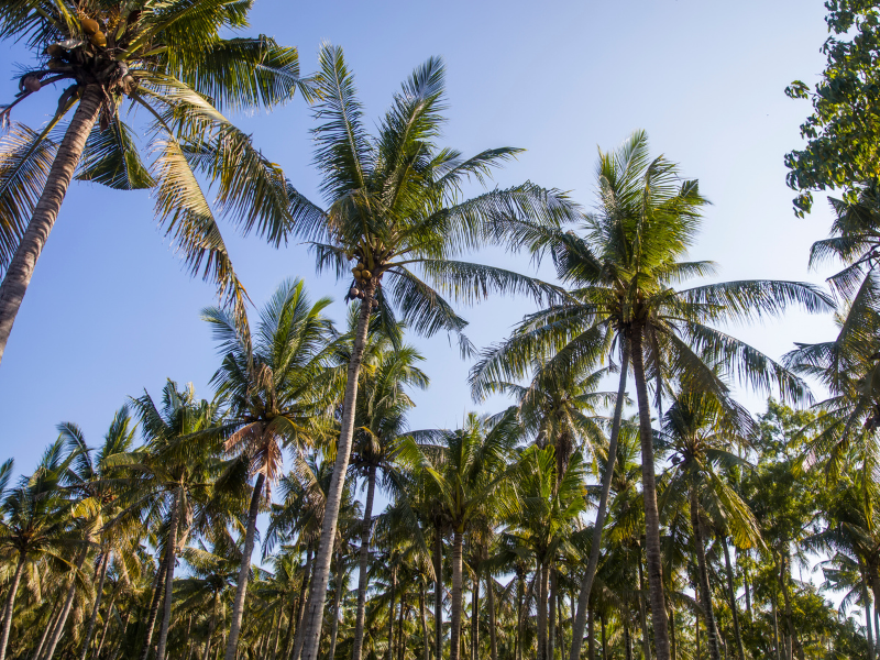 Palm trees on the island of Nusa Penida