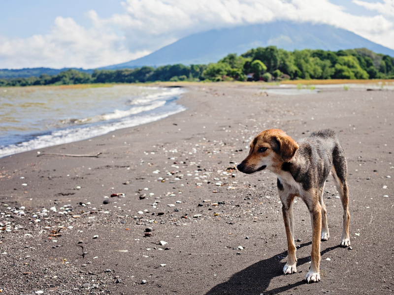 Stray dog roaming the beach in Isla de Ometepe