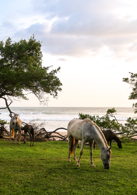 Playa Negra, Costa Rica Travel Guide: Surf, Black Sand & Peaceful Vibes
