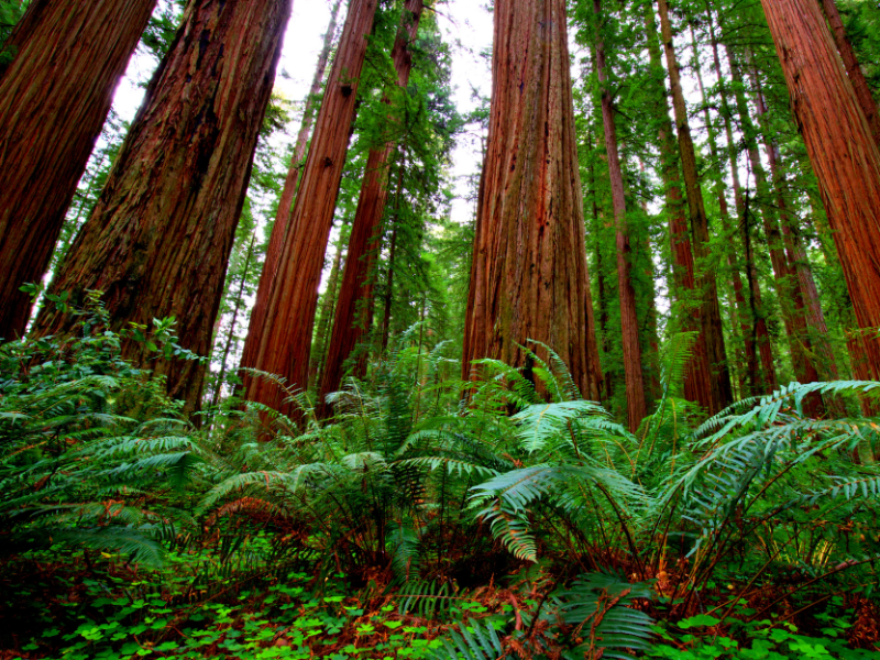 tall redwood trees in California. A must see national park and a must on your California bucket list!