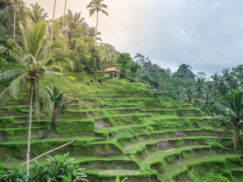 Rice terraces in Bali. If you need some Bali travel tips, then check out this post! This three-week Bali itinerary includes the best of Bali, from beautiful places, beaches, and temples, to the best restaurants, amazing resorts, and things to do outdoors like biking, hiking, and rafting. Included in this itinerary are Ubud, Pemuteran, Seminyak, Nusa Penida, Jimbaran, and Uluwatu. After following this itinerary and spending three weeks in Bali, you will experience everything Bali has to offer, including the classics and unknown places!