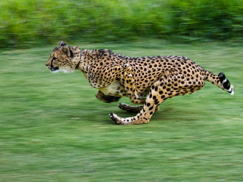A cheetah running at the San Diego Zoo & Safari Park