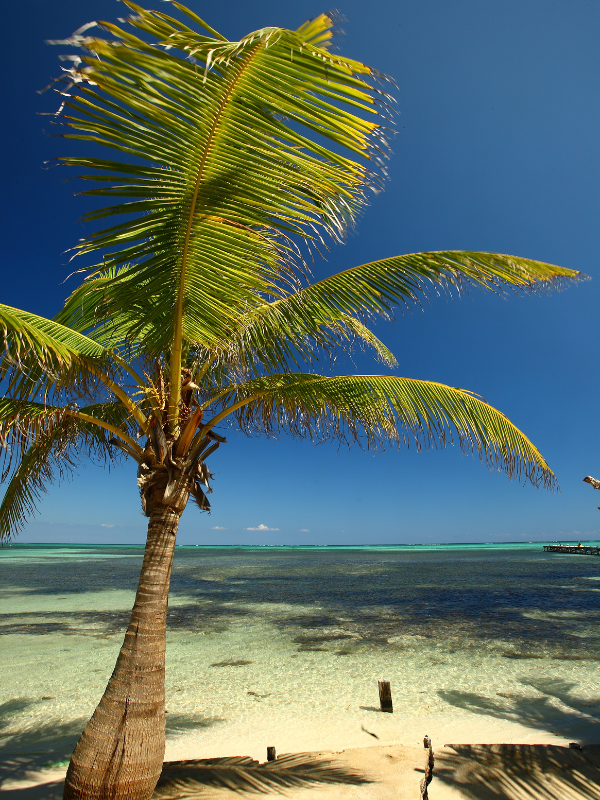 Palm tree by the beach in San Pedro Island in Belize. Keep in mind our Belize travel tips that you should know before you visit.