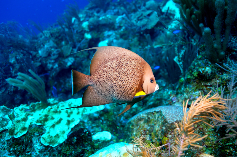 A fish swimming near a reef in Belize - scuba diving is one of the best things to do in Belize