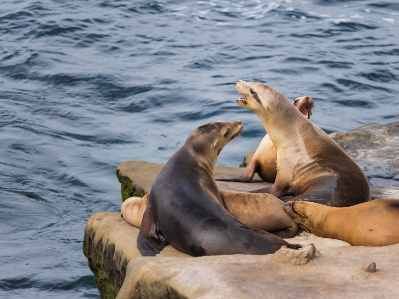 sea lions playing at La Jolla Cove