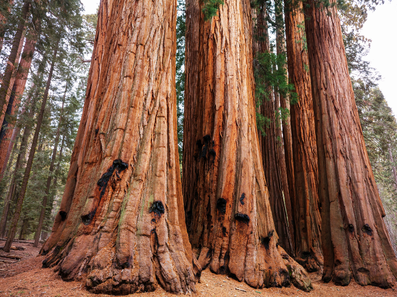 Sequoia National Park is super impressive and a must on your California bucket list!