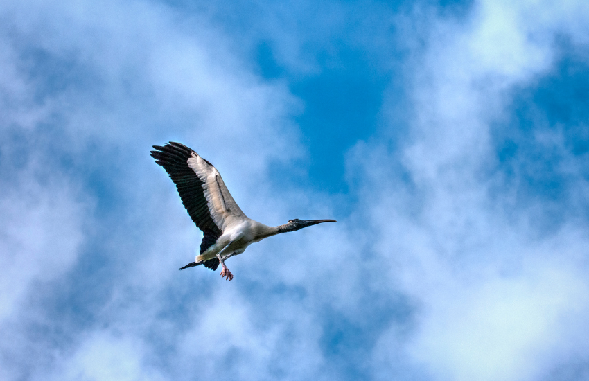 Black-and-white bird flying up in the air